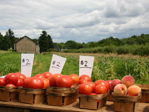 apple-farming_istock_000000610445small