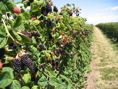 marionberries-with-dirt-road1 marionberries-with-dirt-road1