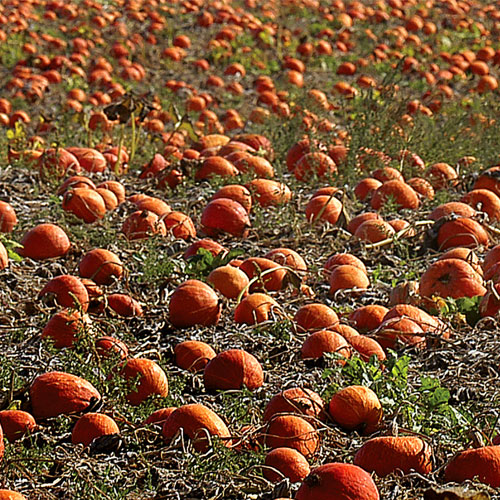 pumpkin-field-21 pumpkin-field-21