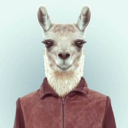 zoo8 zoo8