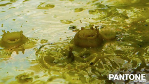 pantone-rain-6 pantone-rain-6